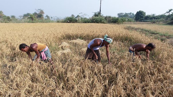 Free Agriculture Farming photo and picture