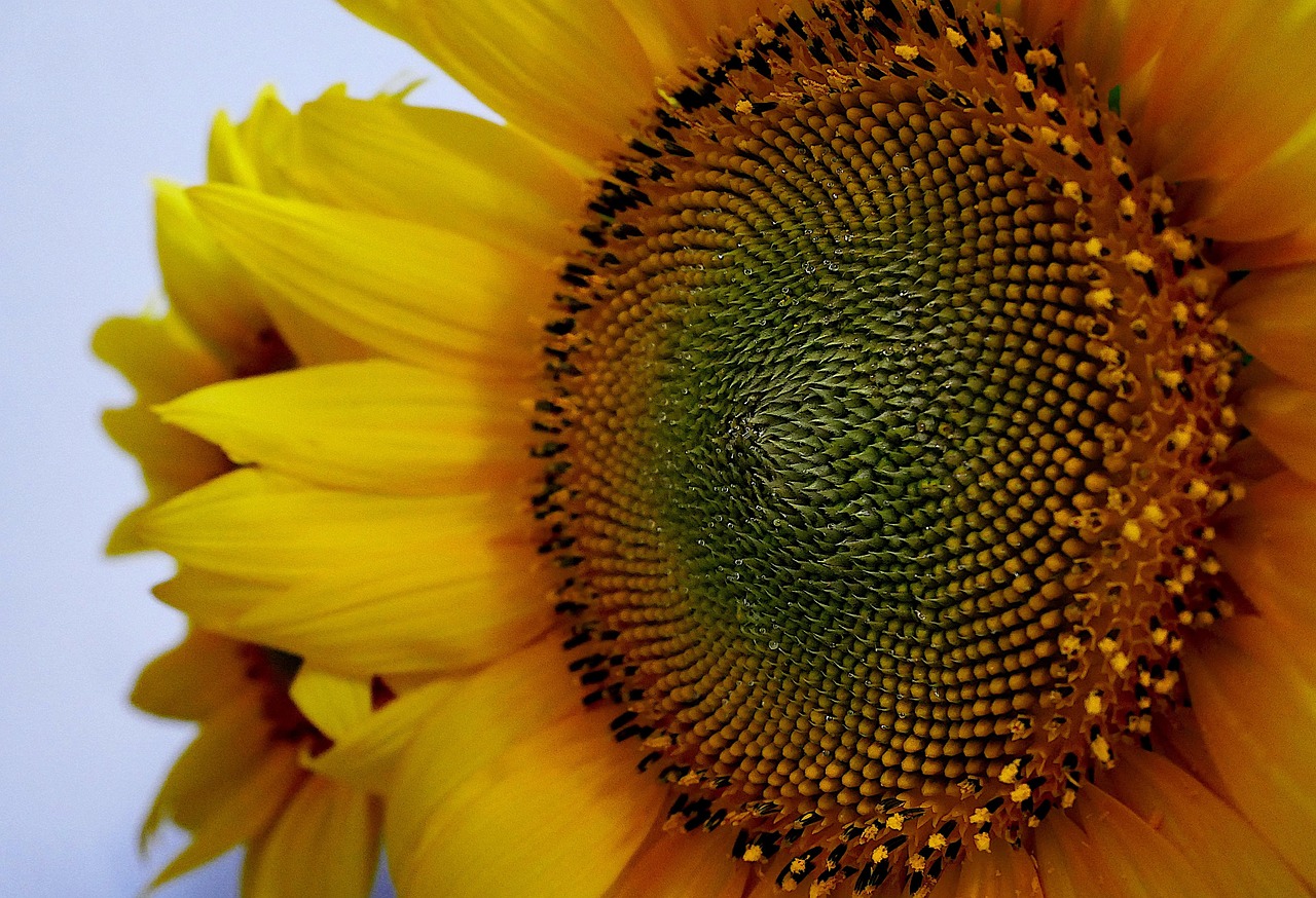 Download Sunflower, Flower, Nature. Royalty-Free Stock Illustration ...