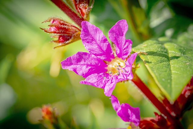 Free Flower Blossom photo and picture