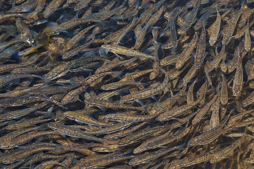 Peixe, Joeirar, Suíça, Silsersee