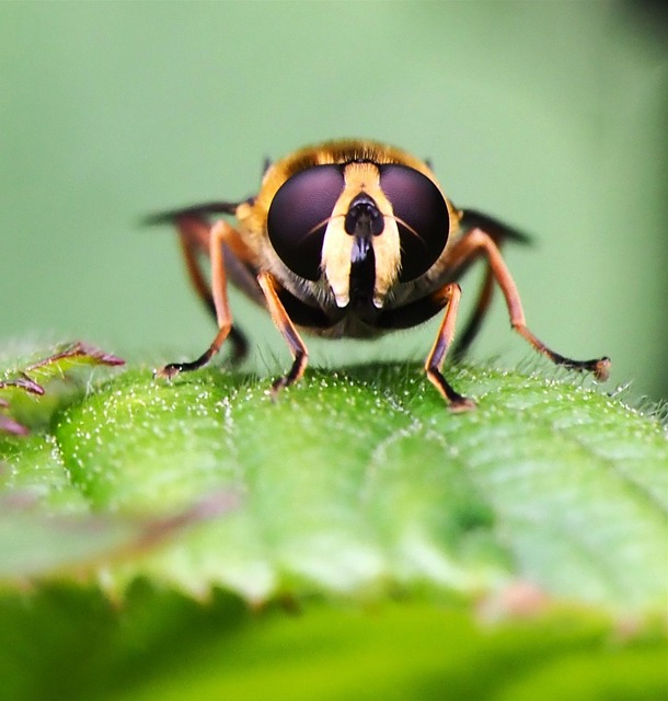 Free Fly Insect photo and picture