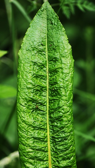 Free Leaf Green photo and picture