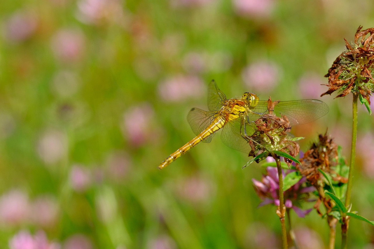 Dragonfly Insect Wings Yellow - Free photo on Pixabay - Pixabay