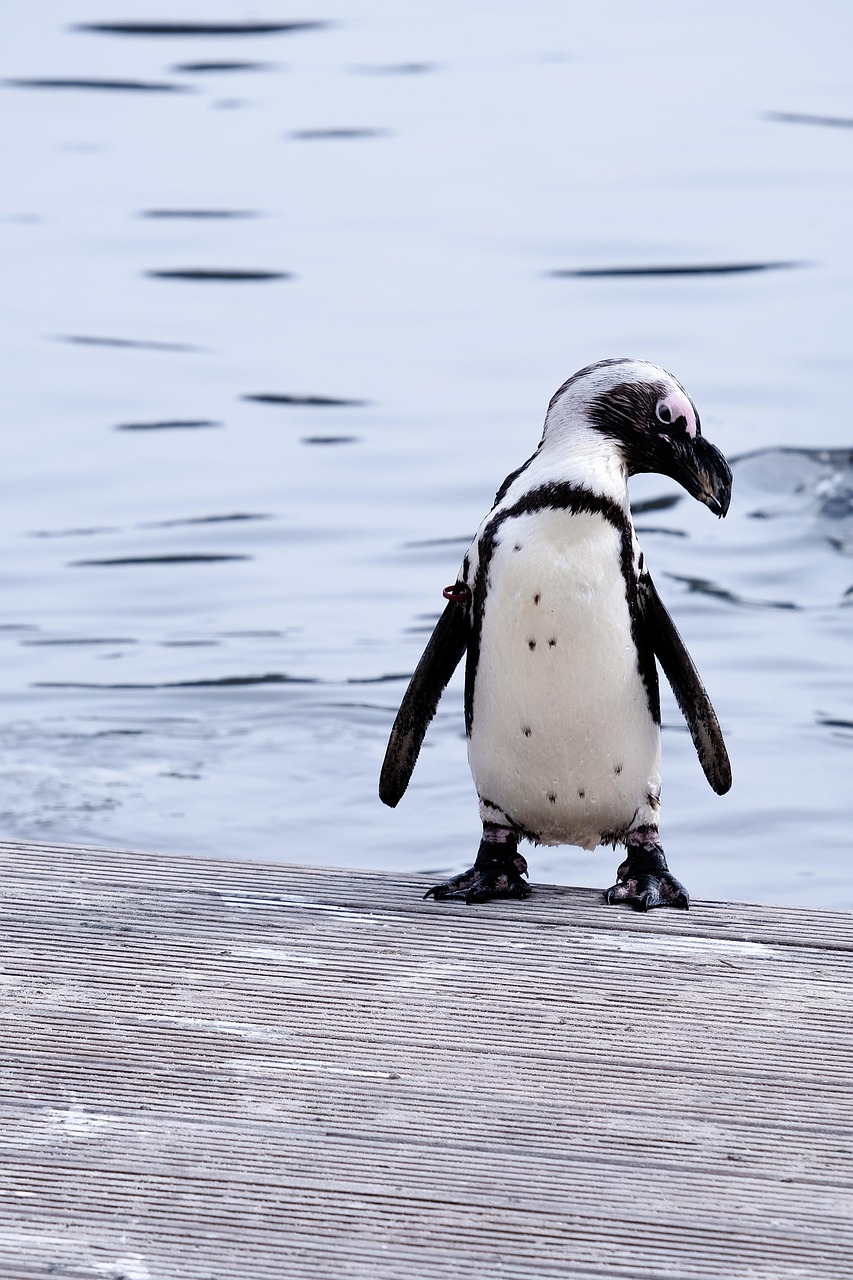 2,000+ Free Penguins & Nature Images - Pixabay