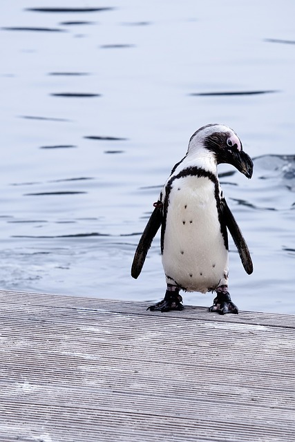 Cape penguin, penguin, animal and bird — photo by Fofent
