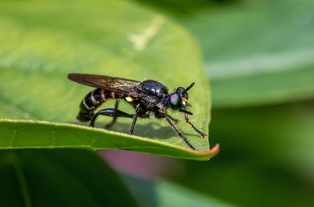 Free Bug Animal photo and picture