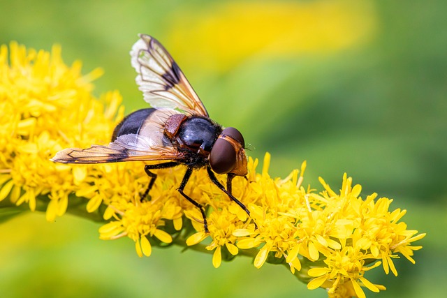 Free Gypsy'S Cuckoo Bumblebee Yellow Flowers photo and picture