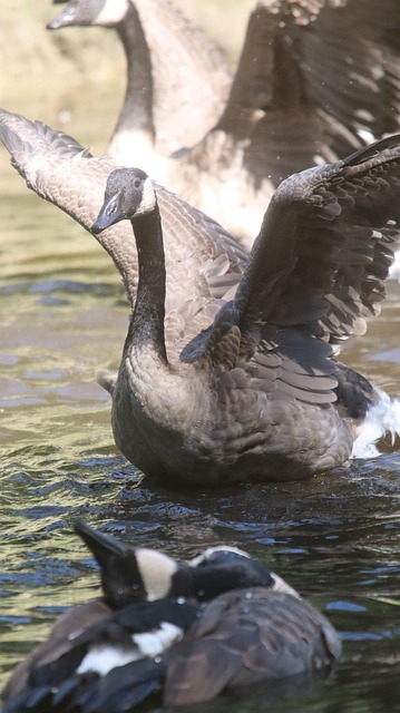 Gansos De Canadá, Aves Acuáticas