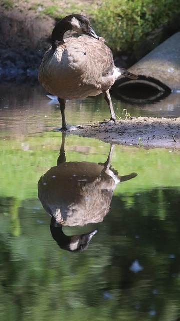 Reflejo De Agua, Naturaleza, Agua