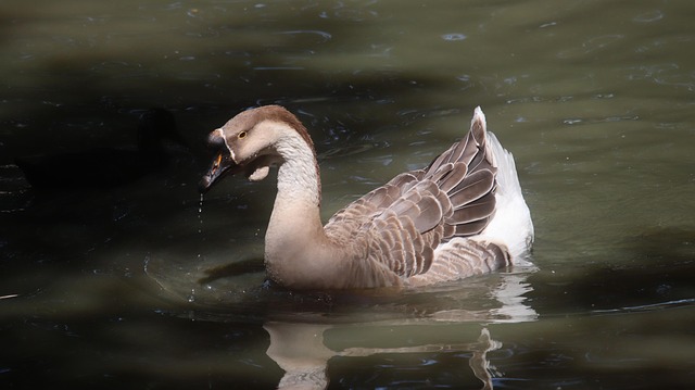 Ganso, Pájaro, Lago, Animal