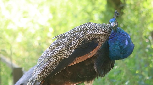 Pavo Real, Azul, Ornitología, Pájaro