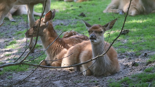 Ciervo, Corzo, Red Deer, Naturaleza