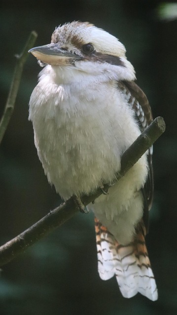 Kookaburra, Ornitología, Kingfisher