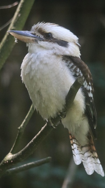 Pájaro, Martín Pescador, Kookaburra