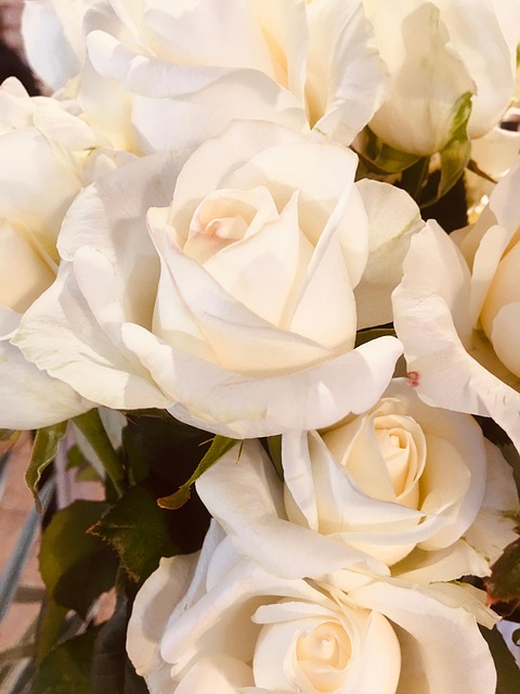 Free Pink Nature photo and picture