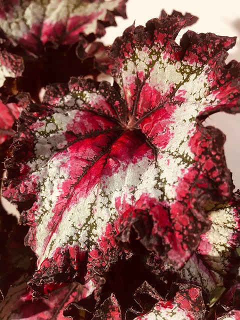 Free Plant Leaves photo and picture