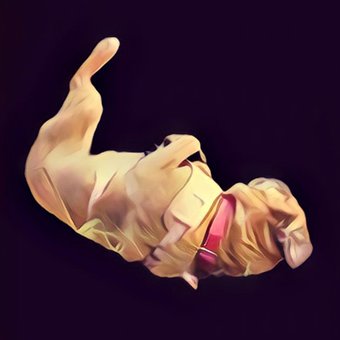 Free Pug Dog illustration and picture