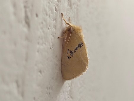 Fliege, Insekt, Käfer, Insekt, Natur