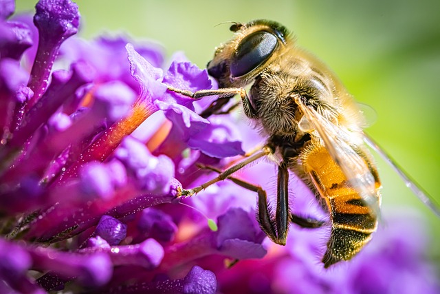 Free Hoverfly Insect photo and picture