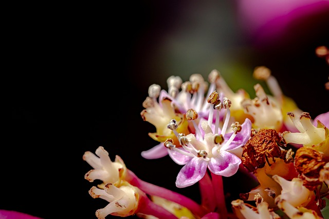 Free Hydrangea Nature photo and picture