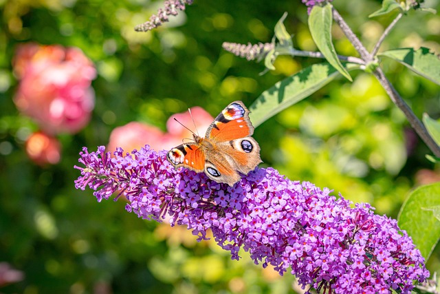 Free Butterfly Insect photo and picture