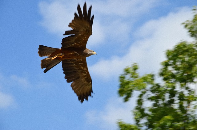 Aquila, Vogel, Natur, Tier, Raptor