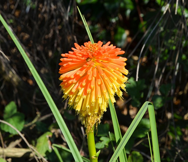 Natur, Flora, Blütenblätter, Feder