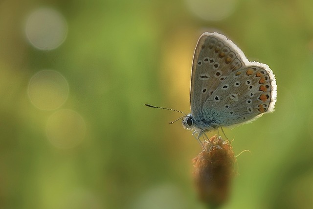 Common Blue Butterfly Insect - Free photo on Pixabay - Pixabay