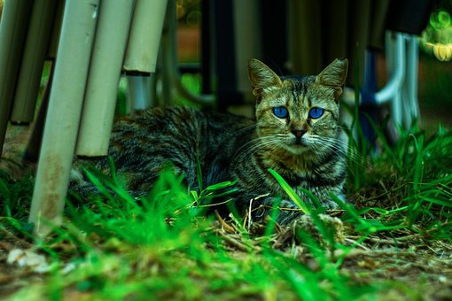 Free Cat Animal photo and picture