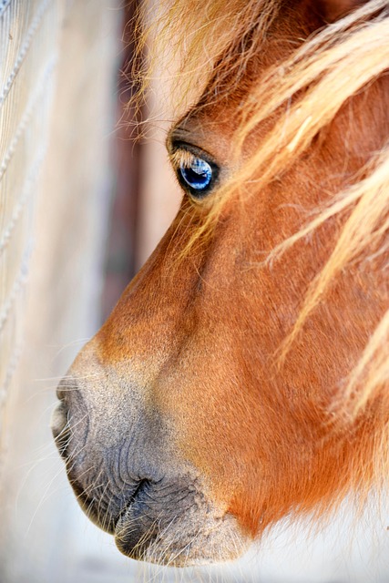 Hest, Dyr, Hoved, Heste, Portræt, Tæt På
