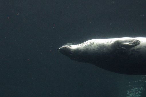Free Seal Sea photo and picture