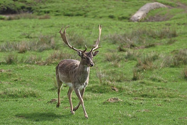 Free Fallow Deer Deer photo and picture