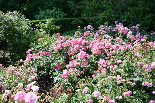 Roser, Blomster, Blomst, Natur, Blomstre