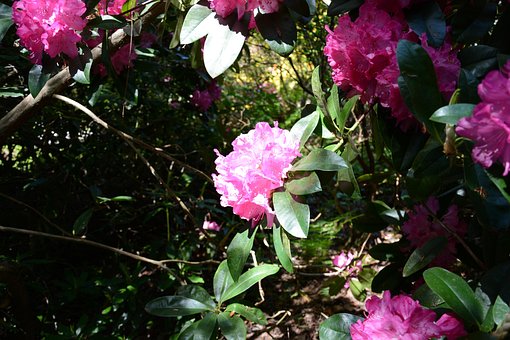 Blomst, Natur, Blomstre, Kronblad, Flora