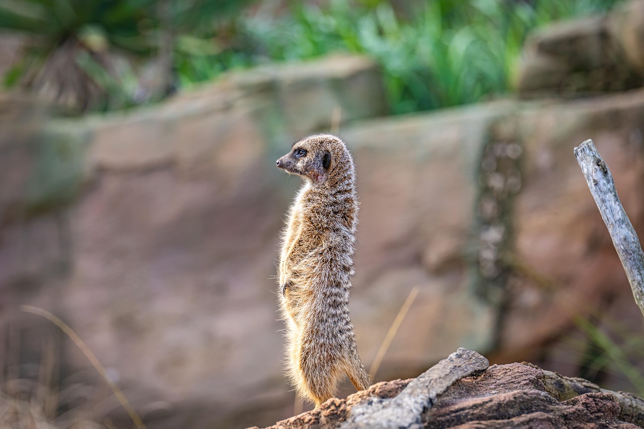 Meerkat Animal Cute Free Photo On Pixabay Pixabay Meerkat Animal Cute Free Photo On Pixabay Pixabay