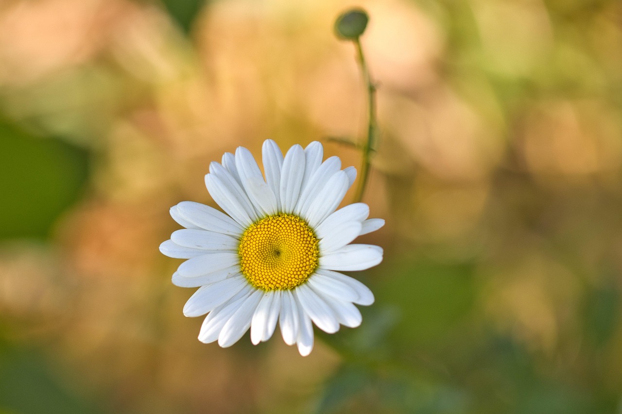 梅草 白色的 花 - Pixabay上的免费照片 - Pixabay