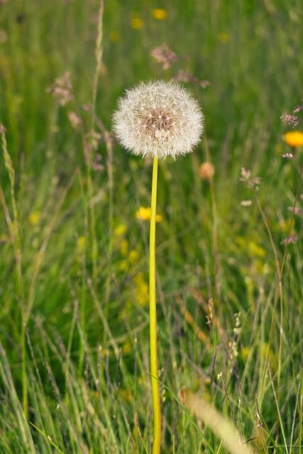 Dente-De-Leão, Campo, Verão, Natureza