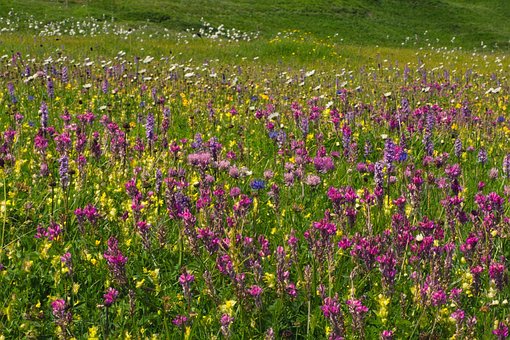 Flores Alpinas, Suíça, Alpes, Flores