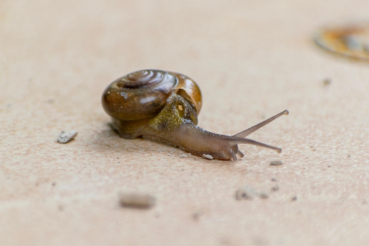 Snail Anmal Shells Snail Shell Animal - Free photo on Pixabay - Pixabay