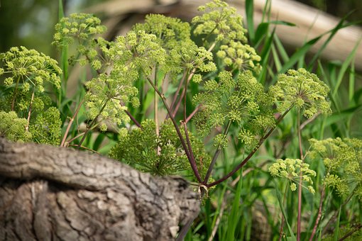 Free Nature Plants photo and picture