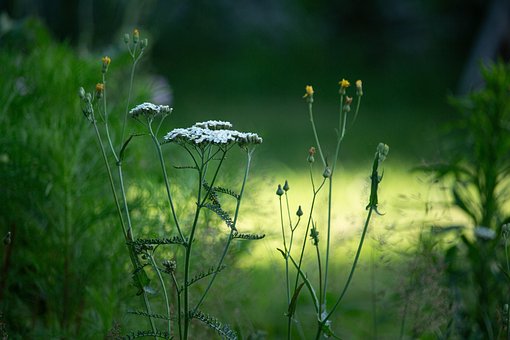 Free Nature Flowers photo and picture