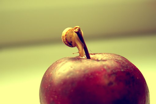 Free Snail Apple photo and picture