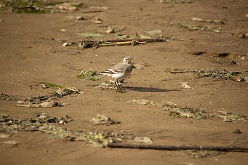 Free Water Sand photo and picture