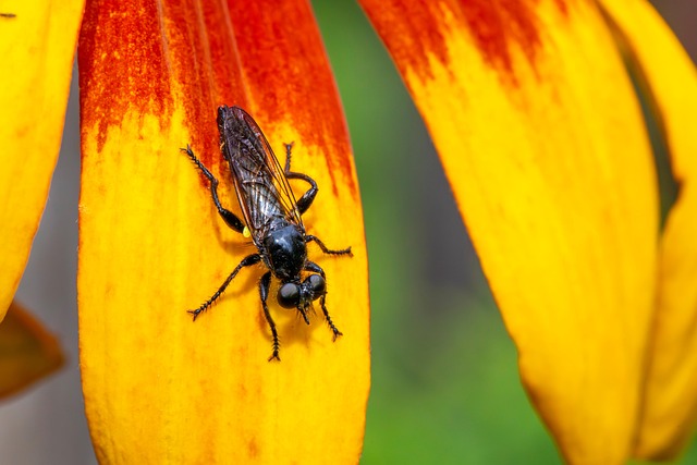 Free Bug Animal photo and picture