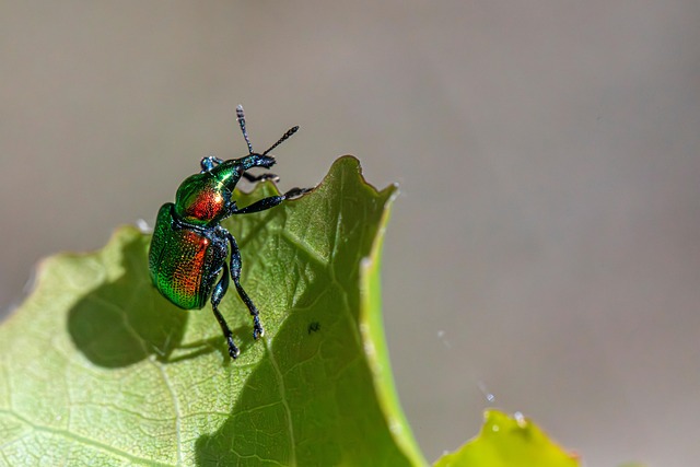 Free Agricultural Pests photo and picture