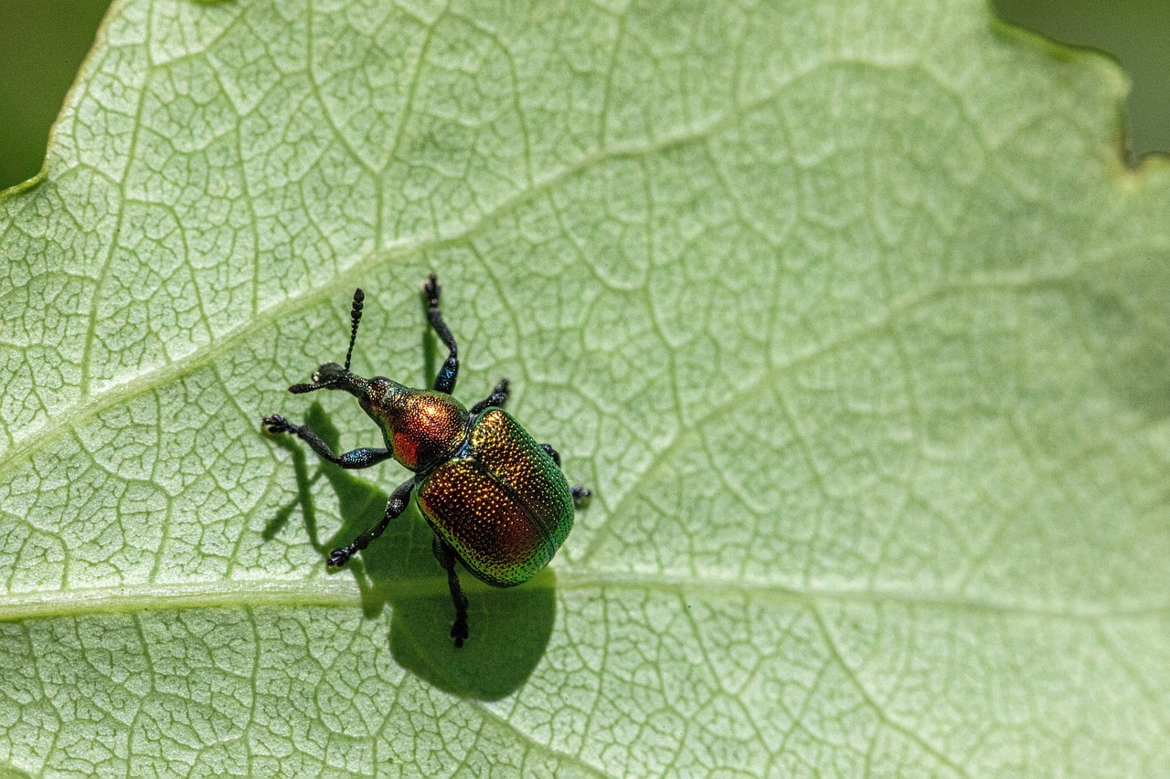 Download free HD stock image of Agricultural Pests Free Agricultural Pests photo and picture