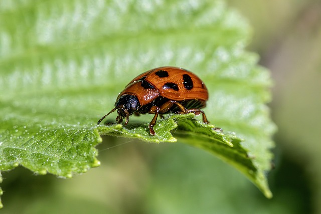 Download free HD stock image of Beetle Insect Free Beetle Insect photo and picture
