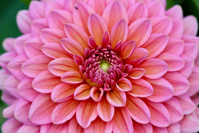 Download free HD stock image of Dahlia Flower Background Free Dahlia Flower Background photo and picture