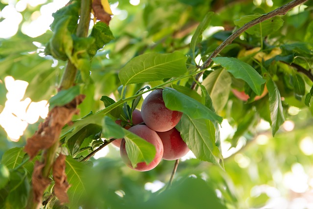 Obst, Pflaume, Natur, Lebensmittel, Reif