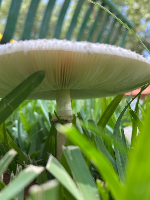 Natur, Pilz, Pilzkunde, Wachstum, Rasen